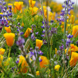 Wildflower Seed Grow Kit